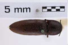 Foto (Dorsalansicht) von Melanotus cribricollis (Candèze, 1860) (NHMW-ZOO-COL-0007788)